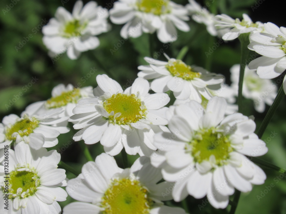 Fototapeta premium Zbliżenie na kwiaty Tanacetum parthenium