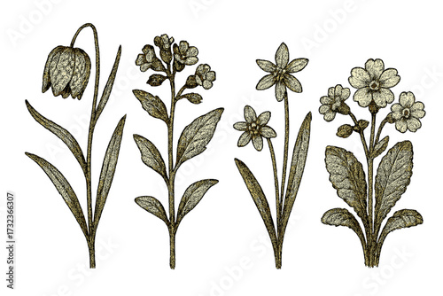 Set of spring flowers. Vintage dotted halftone effect. Fritillaria, lungwort, glory-of-the-snow, primrose, liverwort. Botanical collection with grunge noise texture. Vector.