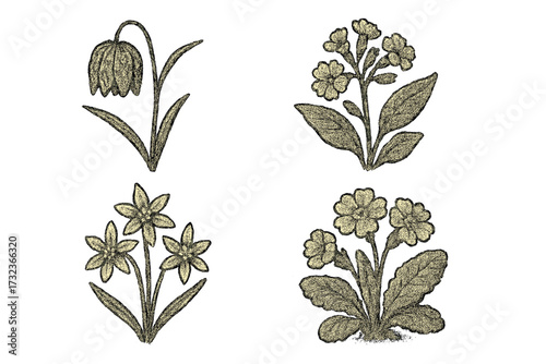 Vintage spring flower set with halftone dot texture. Botanical vector illustration in engraved style. Retro floral elements. Fritillaria, lungwort, primrose, liverwort.
