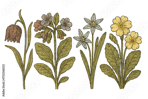 Vector set of spring flowers with retro halftone dot texture. Botanical illustration collection of Fritillaria, lungwort, primrose. Vintage floral drawing with grunge effect.