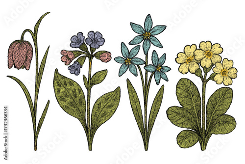 Spring flowers vector set with vintage dotted halftone effect. Botanical collection of Fritillaria, lungwort, primrose, liverwort. Retro floral design with grunge texture.