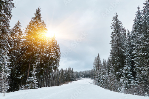 Scenic ski trail winding through a snowy forest.