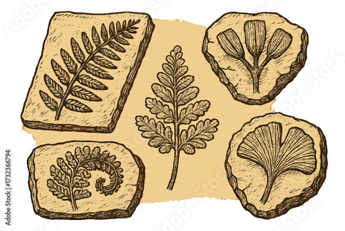 Prehistoric plant fossils vector set. Hand-drawn illustration of ancient flora imprints. Paleontology, geology concept. Fern, ginkgo leaf fossil record. Evolution, natural history.