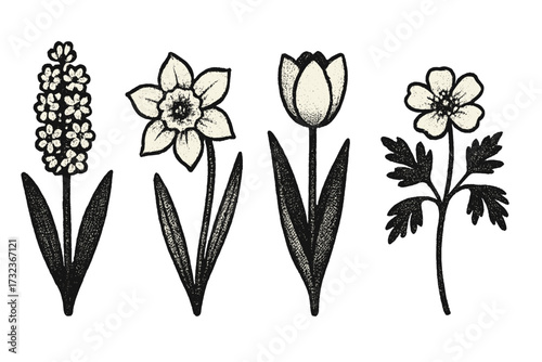 Vintage spring flowers set in retro dotted halftone style with antique grain texture, herbarium design of wildflowers, trendy vector illustration of daffodil, tulip, anemone, and hyacinth