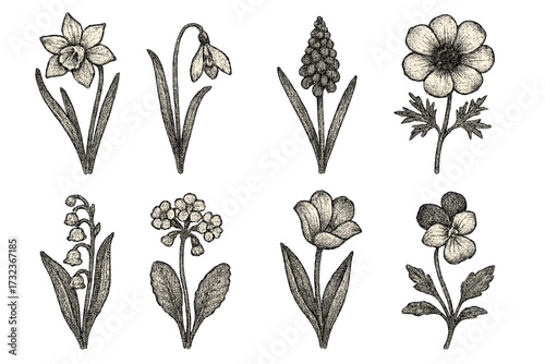 Vintage style spring flowers set, herbarium with wildflower bouquets in retro dotted halftone, textured grain effect, classic botanical vector illustrations, floral nature design