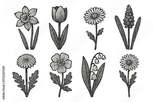 Vintage spring flowers set, herbarium style wildflowers collection in dotted halftone texture, retro botanical vector illustration, trendy wildflower silhouettes and leaves