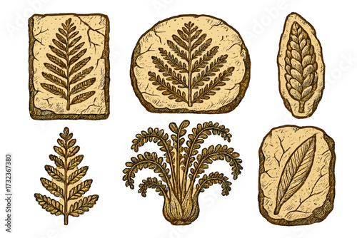 Prehistoric plants fossils vector set. Ancient fern flora in engraving sketch style. Paleontology illustration. Archeology discovery, evolution and geology science concept.