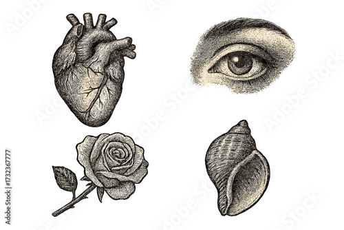 Set of vintage vector illustrations with human heart, eye, rose, and seashell. Retro hand-drawn elements with stippling dotwork texture. Engraving style for tattoo or design.