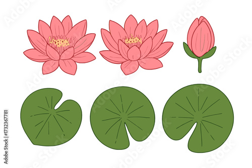 Water lily set. Vector lotus flowers, bud and lily pads. Top view. Oriental Japanese Chinese floral element. Isolated botanical illustration. Pink blossom, green leaf. Aquatic plant.
