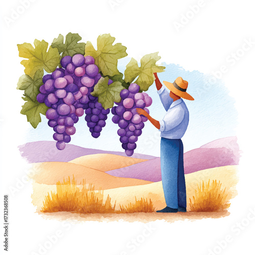 Farmer harvesting ripe purple grapes from a vineyard under a clear sky.