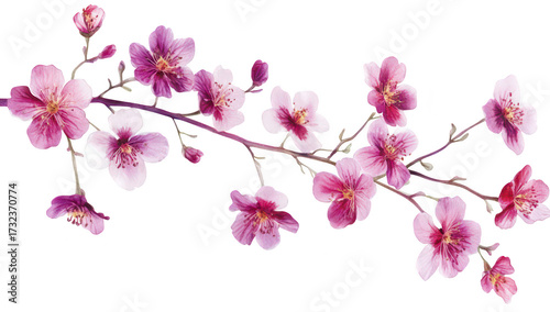A beautiful arrangement of pink cherry blossom flowers on a delicate branch. their colors and intricate details. perfect for spring-themed designs or nature-related projects