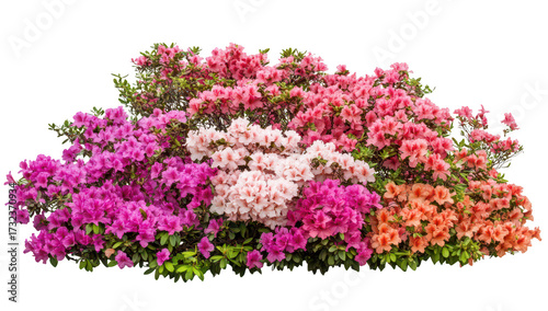 A display of azalea flowers in various shades of pink. purple. and orange. creating a lush garden scene. with a bright white background enhancing their beauty. ideal for nature-themed projects