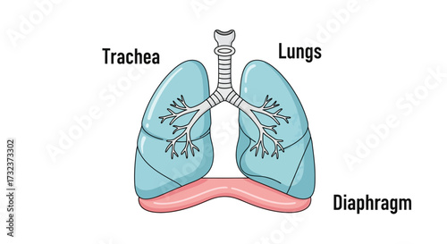 Anatomical depiction of human lungs trachea and diaphragm for medical illustrations