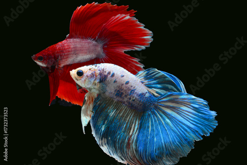 Thai fighting fish, beautiful and exciting colors