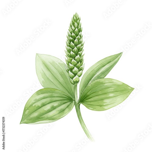 Watercolor plantain with broad leaves and a dense spike, botanical illustration isolated on white background