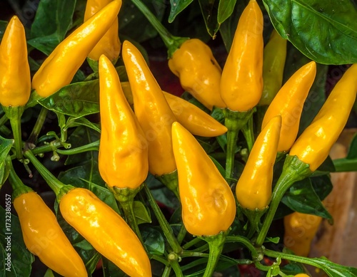 Wallpaper Mural Close-up of yellow chili peppers on plants Torontodigital.ca