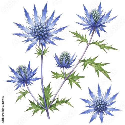 Watercolor eryngium flowers with spiky blue bracts and green leaves botanical illustration isolated on white background