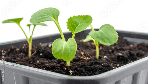 Wallpaper Mural Close-up of young seedlings in a planter Torontodigital.ca