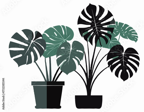 houseplant monstera deliciosa in a pot silhouette