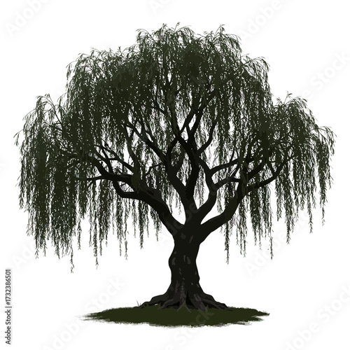 Isolated weeping willow tree with lush, cascading foliage and a gnarled trunk rendered in a digital illustration, concept for serenity visualization, arboretum design and environmental conservation