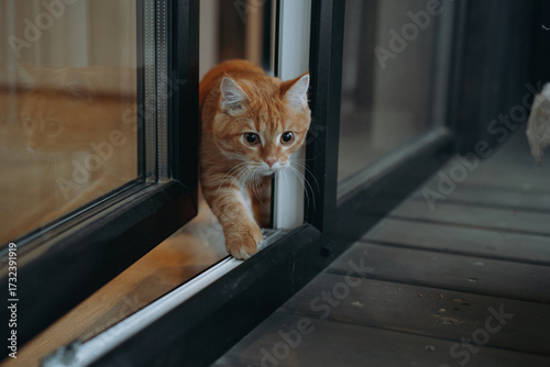 domestic ginger tabby cat escaping home to the terrasse