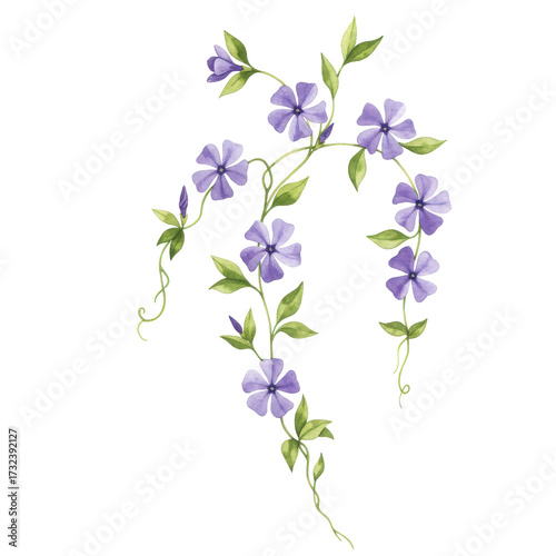 Watercolor periwinkle vine with delicate purple flowers and green leaves isolated on white background