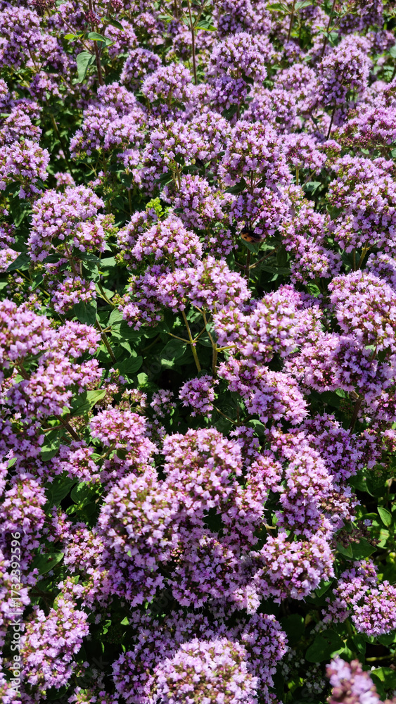 Fototapeta premium Cheerful summer background. Oregano flowers and bees. Selective focus.