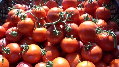 Worker puts red tomatoes in a box. Gardener harvesting tomato.  Red tomatoes on the market.