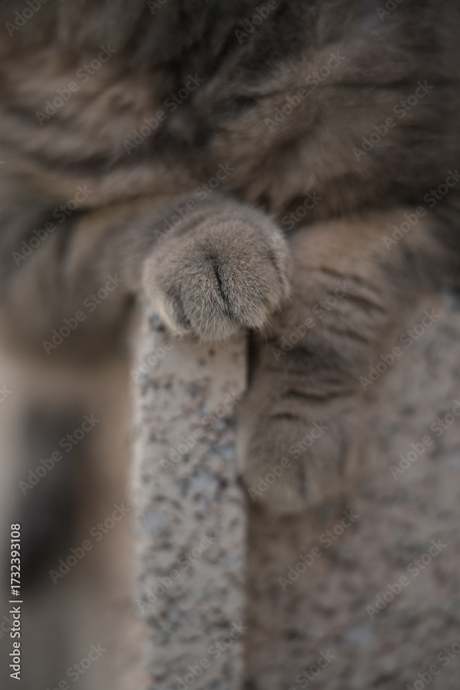 Obraz premium cute cat on a wooden table