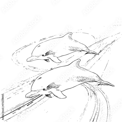 Two dolphins swimming in the ocean with water splashing around them in a black and white illustration