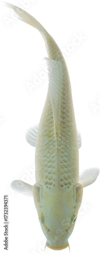 Koi Fish