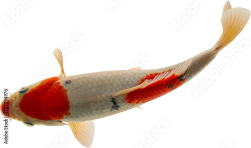Koi Fish