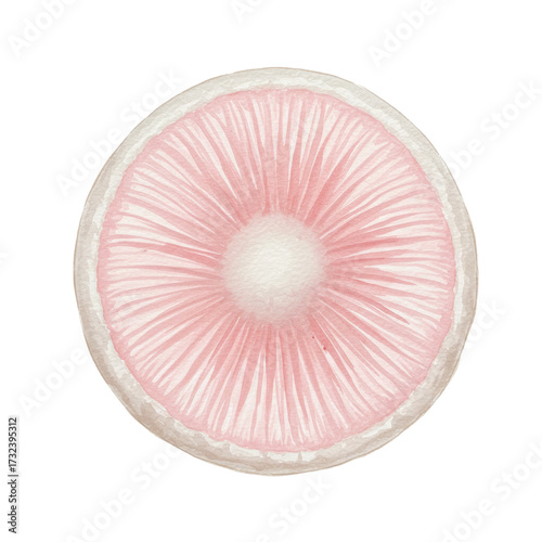 Watercolor pink mushroom cap with gills, viewed from below, delicate texture isolated on white background