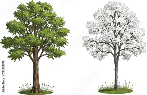 Seasonal Tree Contrast Showing Summer and Winter Changes, Nature Landscape with Green Leaves and Snow Frost, Environmental Cycle Vector Illustration