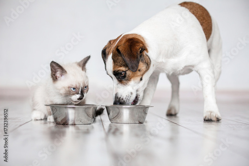 Cat and dog eating together from bowls indoors