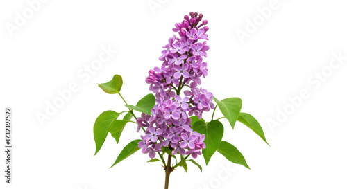 Foto Fragrant lilac flowers isolated on transparent background, purple blooms in spri