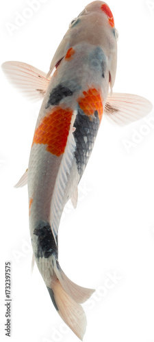 Koi Fish