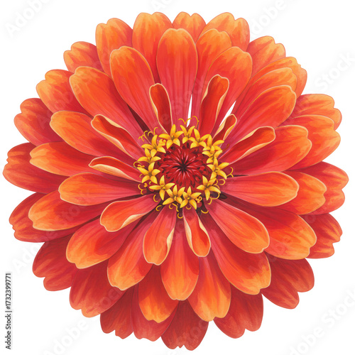 Vibrant zinnia elegans a detailed botanical illustration with warm tones isolated on white background