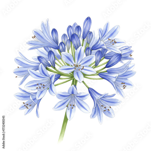Detailed watercolor illustration of a delicate blue agapanthus flower cluster isolated on white background