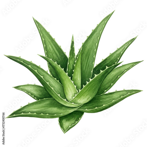 Watercolor aloe vera plant with serrated edges and variegated green tones isolated on white background