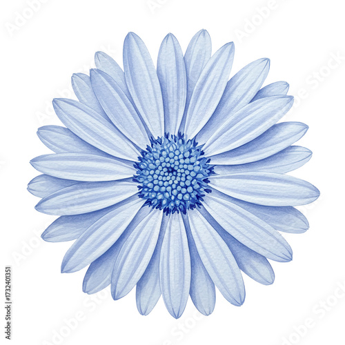 Watercolor daisy with detailed petals and a textured center in blue hues isolated on white background
