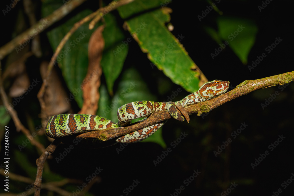 Naklejka premium Breitband-Grubenotter, Sulawesi-Grubenotter (Tropidolaemus laticinctus),