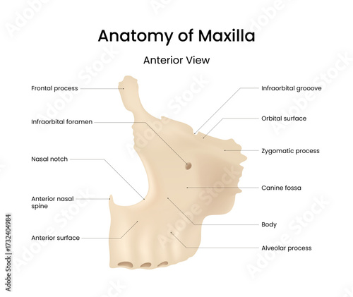 Anatomy of the Maxilla Anterior View 3D Style