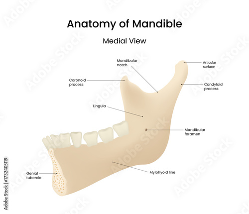 Anatomy of the Mandible Medial View 3D Style