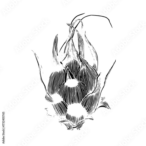 Stock vector illustration of dragon fruit pitaya exotic fruit drawing black and white line art illustration