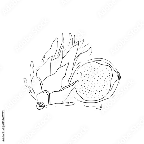 Drawing of dragon fruit pitaya exotic fruit healthy food tropical fruit black and white line art illustration