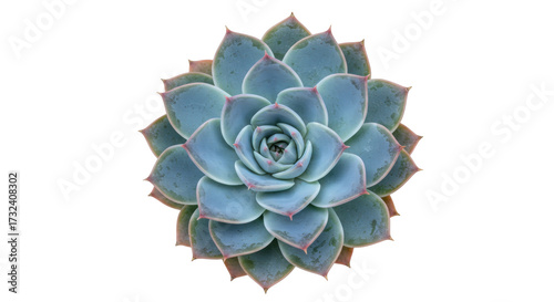 Εκτύπωση καμβά Echeveria succulent plant isolated on transparent background, rosette-forming wi