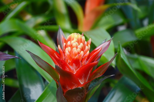 Guzmania Lingulata flower. Beautiful bright flower.