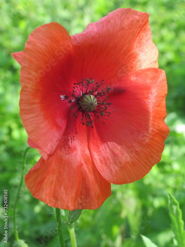 Zbliżenie na kwiat maku polnego