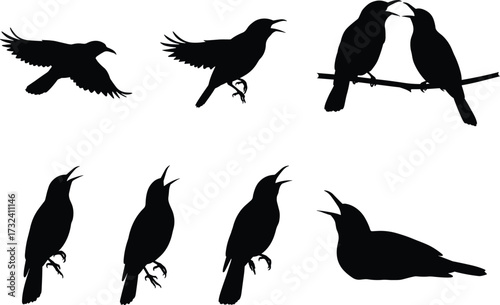 Black silhouette illustration of crows flying, perched, and interacting on branches, isolated vector artwork for wildlife, nature, bird, and design projects